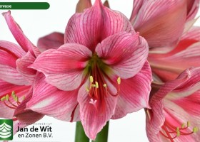 hippeastrum Gervase (2)